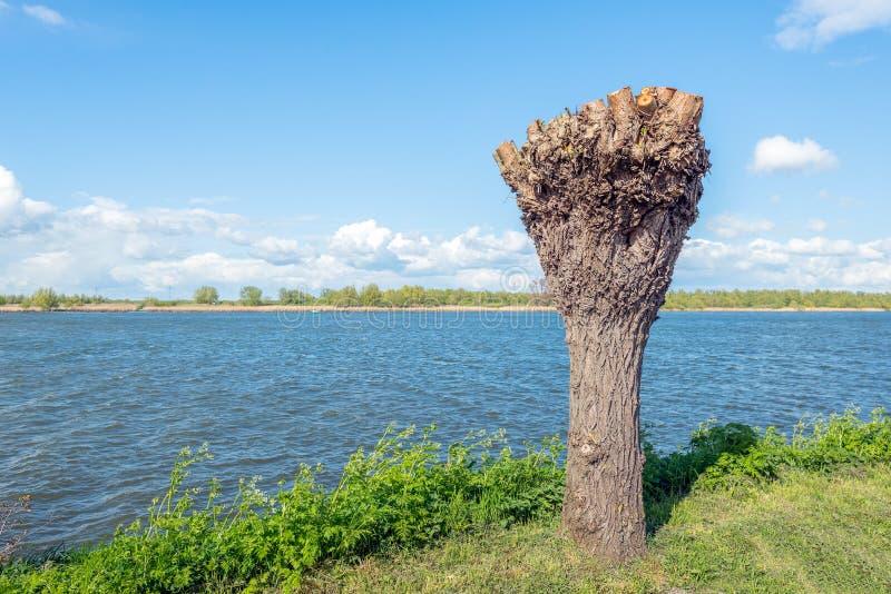Newly pollarded willow with a crude bark on the banks of a Dutch river. It is a cold but sunny day at the beginning of the spring season. Newly pollarded willow with a crude bark on the banks of a Dutch river. It is a cold but sunny day at the beginning of the spring season.