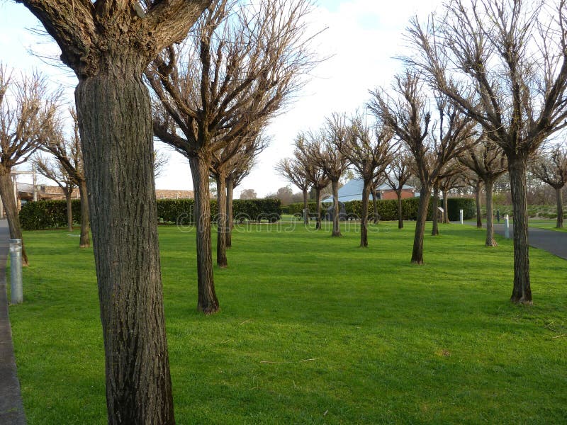 Recently pruned Trees at Yering Station, Victoria's first vineyard located in the Yarra Valley stock images Recently pruned Trees at Yering Station, Victoria's first vineyard located in the Yarra Valley stock images