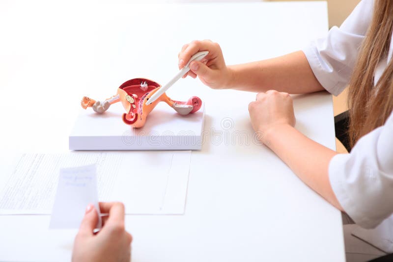 Mannequin female genital organs. The doctor`s hand points to the dummy. Photo without a face on a white background. The view from