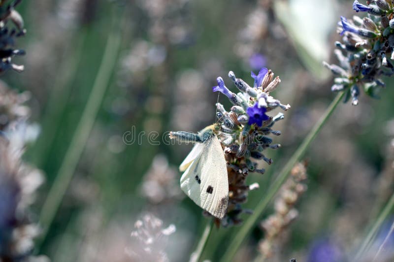 Receptive cabbage moth stock images
