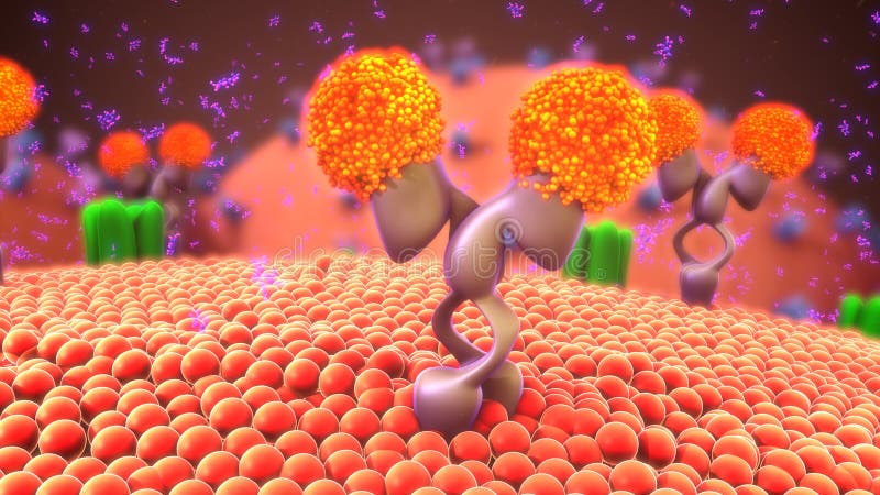 Cell-surface receptors, also known as transmembrane receptors, are cell surface, membrane-anchored, or integral proteins that bind to external ligand molecules. This type of receptor spans the plasma membrane and performs signal transduction, converting an extracellular signal into an intracellular signal. Cell-surface receptors, also known as transmembrane receptors, are cell surface, membrane-anchored, or integral proteins that bind to external ligand molecules. This type of receptor spans the plasma membrane and performs signal transduction, converting an extracellular signal into an intracellular signal.