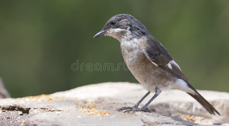 Receveur fiscal de mouche se reposant sur les roches sèches au soleil photo libre de droits Receveur fiscal de mouche se reposant sur les roches sèches au soleil photo libre de droits