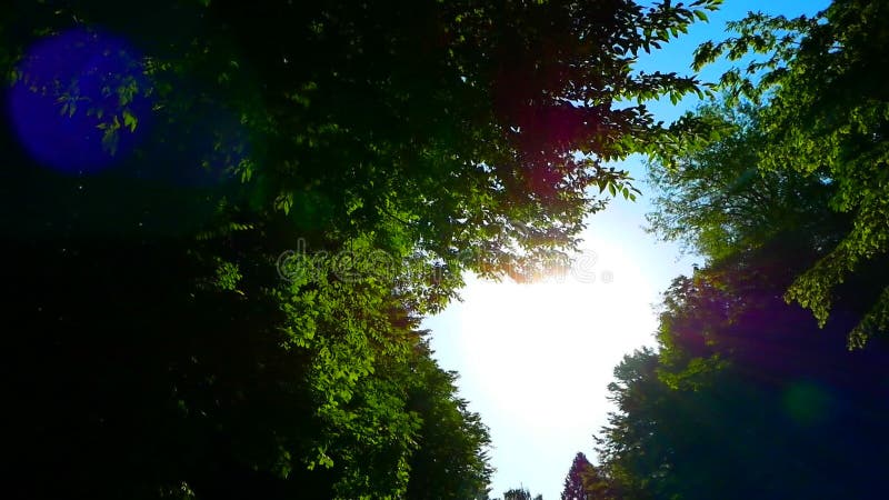 Recherche dans la forêt. Les rayons du soleil faire leur chemin à travers les feuilles vertes des arbres. Vue d'été. banque de vidéos