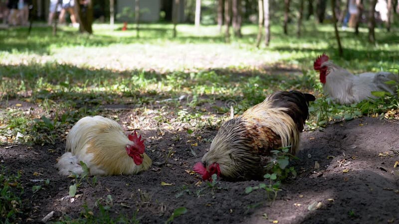 Recherche de coq dans le parc banque de vidéos