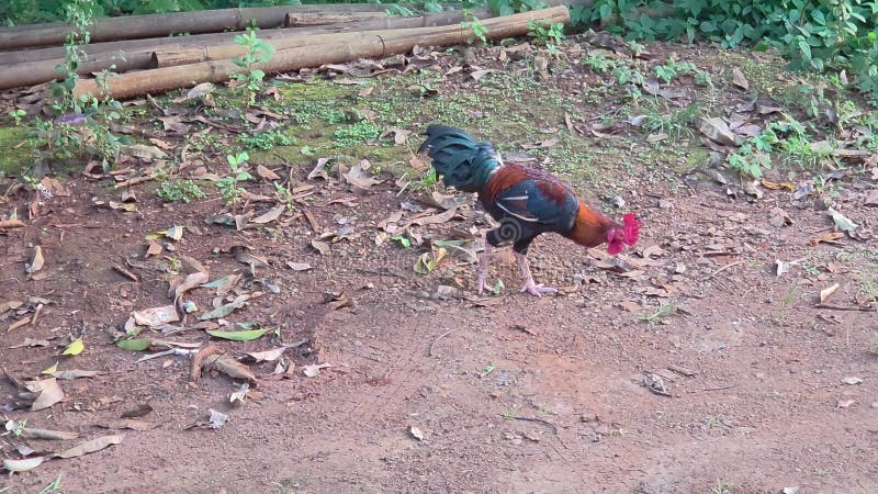 Recherche de coq sur un sol poussiéreux recouvert de feuilles clips vidéos