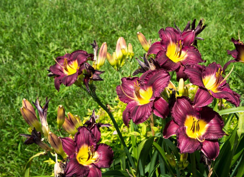 Recht purpurrote und gelbe Lilien auf einem Gebiet lizenzfreies stockfoto Recht purpurrote und gelbe Lilien auf einem Gebiet lizenzfreies stockfoto