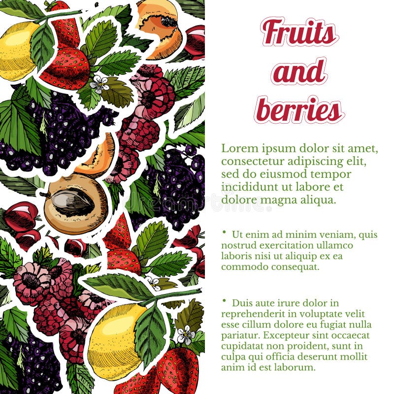 Rechteckzusammensetzung des Handabgehobenen betrages und der Farbskizze mit Beeren, Früchten und Blättern stock abbildung Rechteckzusammensetzung des Handabgehobenen betrages und der Farbskizze mit Beeren, Früchten und Blättern stock abbildung