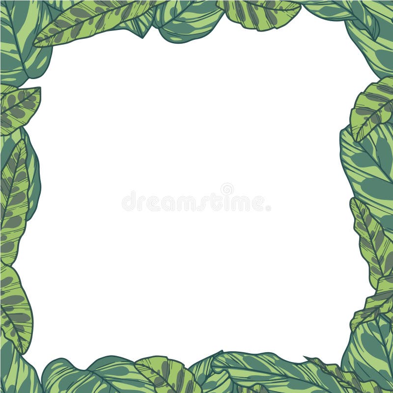 Rechthoekige vectorgrens met tropische Calathea Makoyana en Lancifolia-installatiebladeren royalty-vrije illustratie Rechthoekige vectorgrens met tropische Calathea Makoyana en Lancifolia-installatiebladeren royalty-vrije illustratie