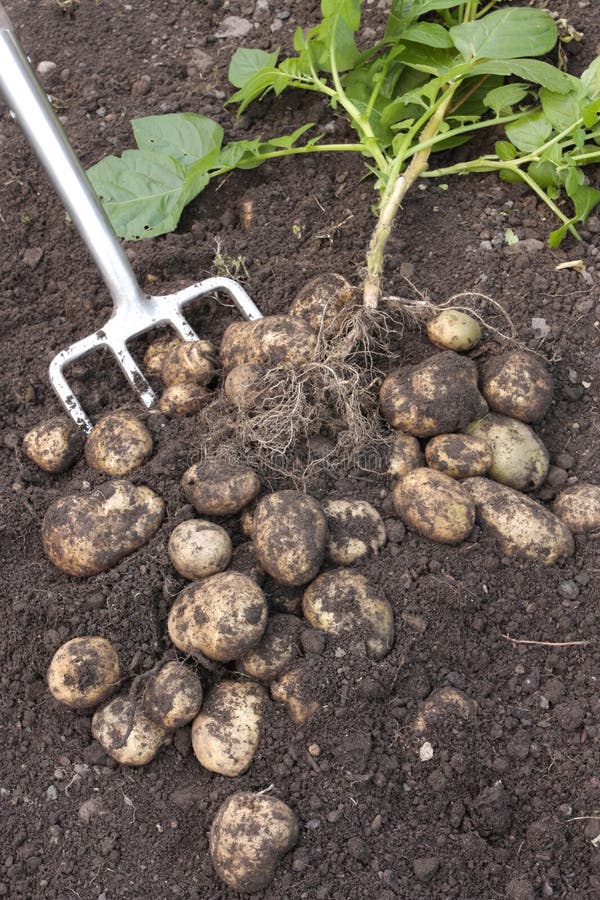Recientemente excavadas patatas y planta imágenes de archivo libres de regalías Recientemente excavadas patatas y planta imágenes de archivo libres de regalías