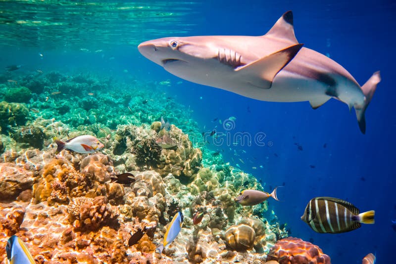 Recife coral tropical imagem de stock Recife coral tropical imagem de stock