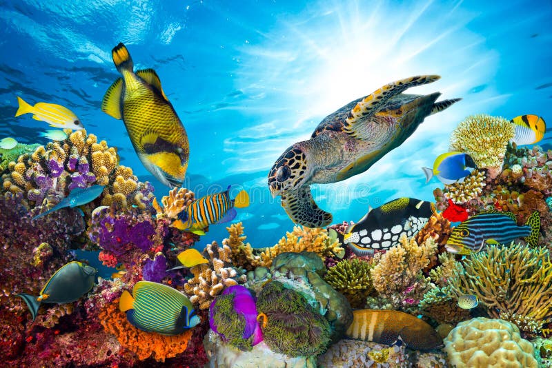 Recife de corais colorido com muitos peixes