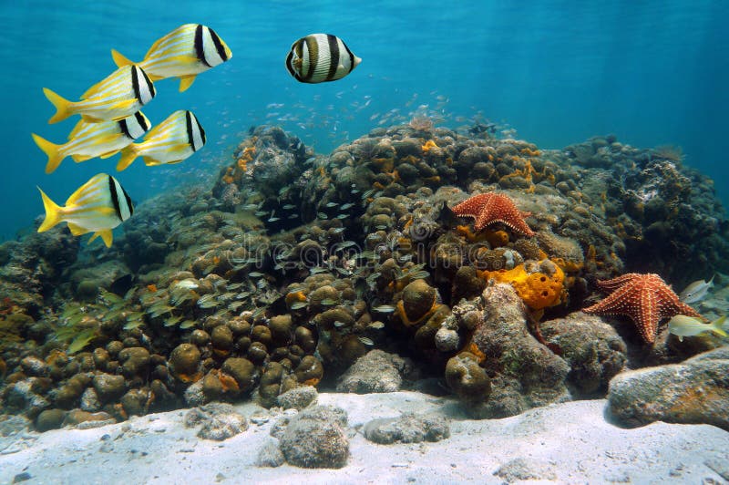 Underwater scene of a coral reef with abundant sea life. Underwater scene of a coral reef with abundant sea life