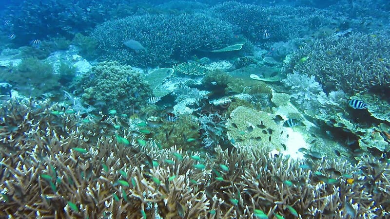 Recife de coral vivo com corais duros e peixes tropicais diferentes. incrível diversidade de espécies de peixes