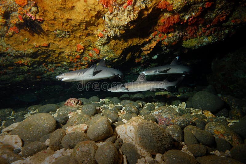 Tubarão-preto Carcharhinus Sinônimos Sobre O Recife De Coral Foto de Stock  - Imagem de animal, dentes: 157704248