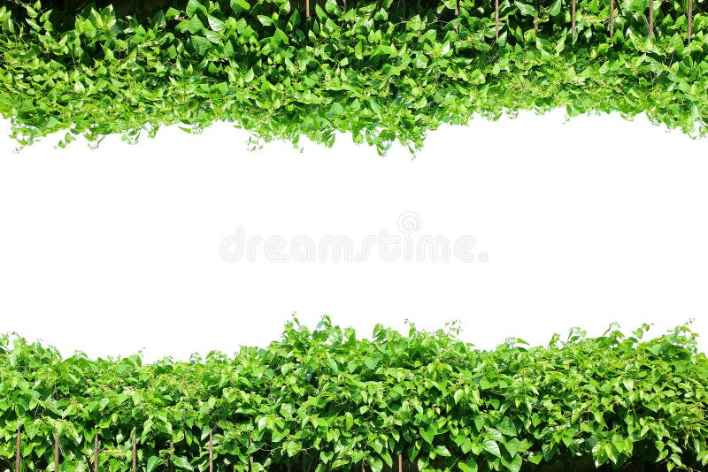 Fence green leaves outdoor in sunlight, evergreen fresh plant frame border, verdant lush vines wall garden in landscape sunshine, ivy tree isolated nature view on white background. Fence green leaves outdoor in sunlight, evergreen fresh plant frame border, verdant lush vines wall garden in landscape sunshine, ivy tree isolated nature view on white background.