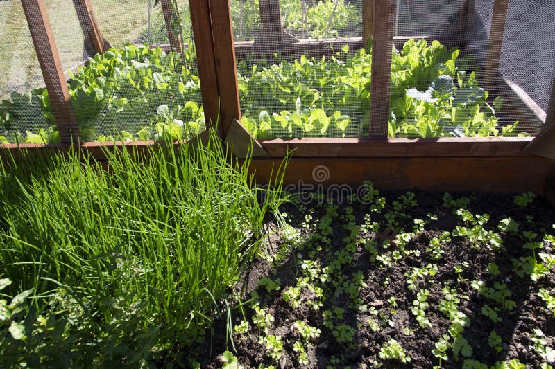 Recinto de jardín para proteger las hortalizas de los animales pequeños