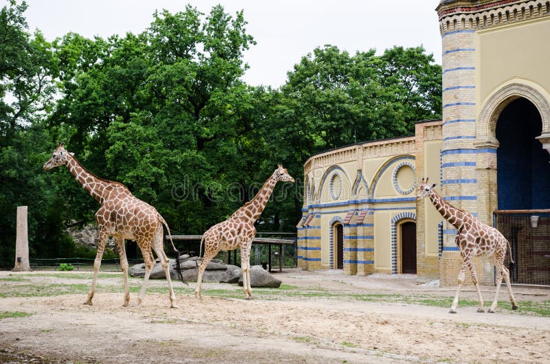Recinto de la jirafa en el parque zoológico de Berlín
