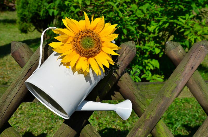 Yellow sunflower in the garden pot garden fence. Yellow sunflower in the garden pot garden fence