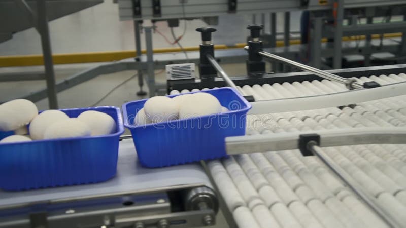 Recipientes de alimentos de fábrica com cogumelo fresco movem-se ao longo da cinta automática enquanto os trabalhadores trabalham