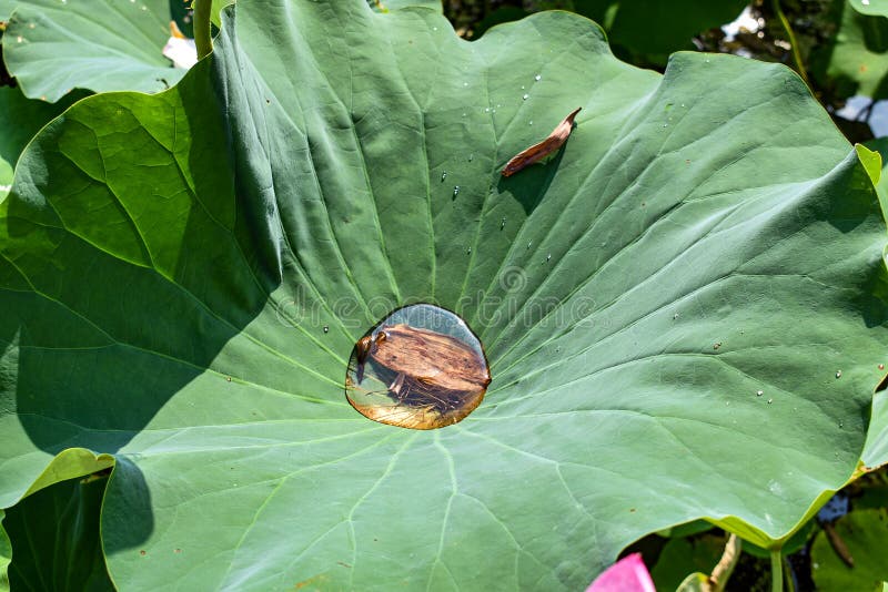 Recolección de agua en una gran hoja verde de Lotus fotos de archivo libres de regalías Recolección de agua en una gran hoja verde de Lotus fotos de archivo libres de regalías