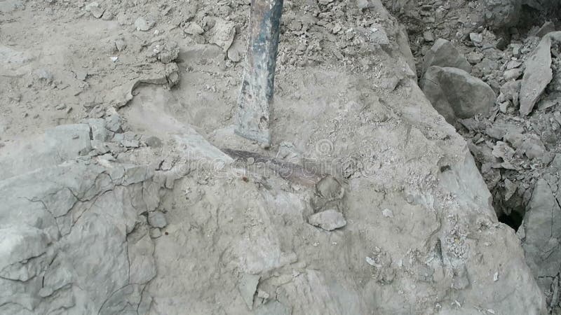 Recolhendo o belemnite fossilizado martelando o belemnite fora da rocha do giz