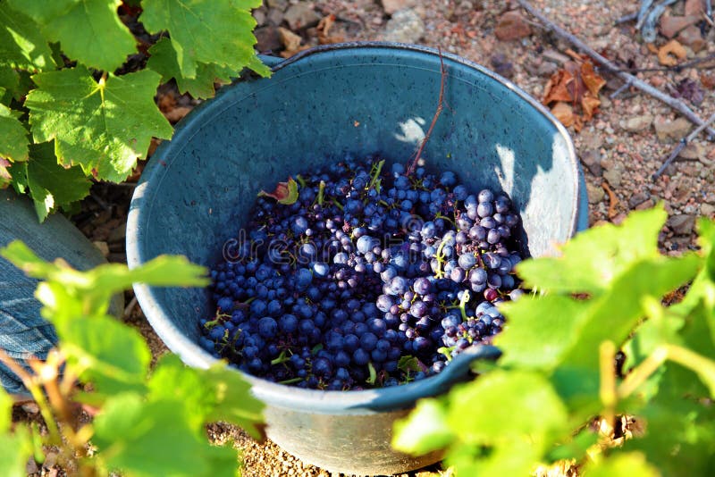 Recolhendo uvas na cubeta para a colheita no vinhedo imagem de stock Recolhendo uvas na cubeta para a colheita no vinhedo imagem de stock