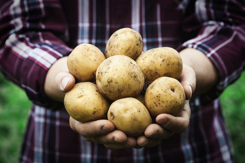 Recoltarea cartofilor proaspeți cruzi în mâinile fermierilor pe fond verde. concept de agricultură ecologică stock image