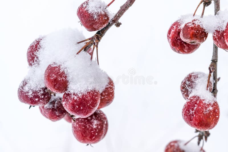 Recoltă nerecoltată de numeroase mere mici pe ramurile unui copac acoperit cu zăpadă. royalty free stock photo