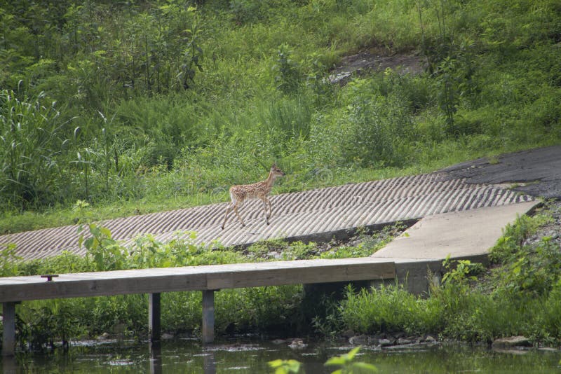 young deer park on lake lanier