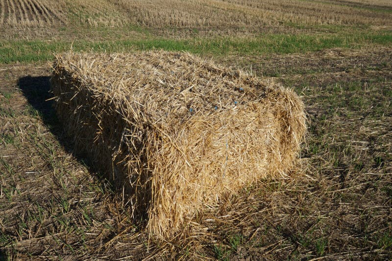 Rectangular Bale of Straw in the Field Stock Photo - Image of gold ...