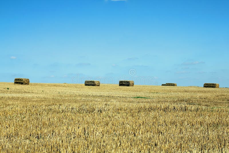 Bales of straw stock image. Image of strands, bale, agricultural