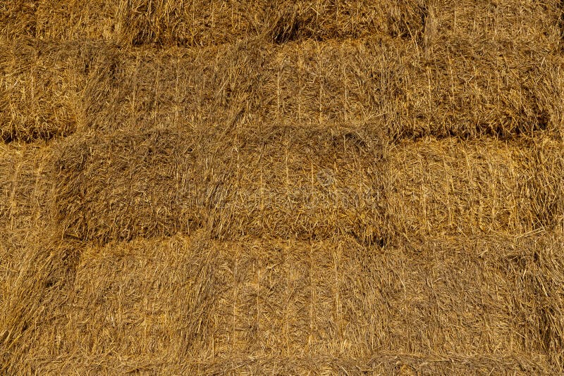Rectangular stacks of straw in the field , stacked one on one stock photography