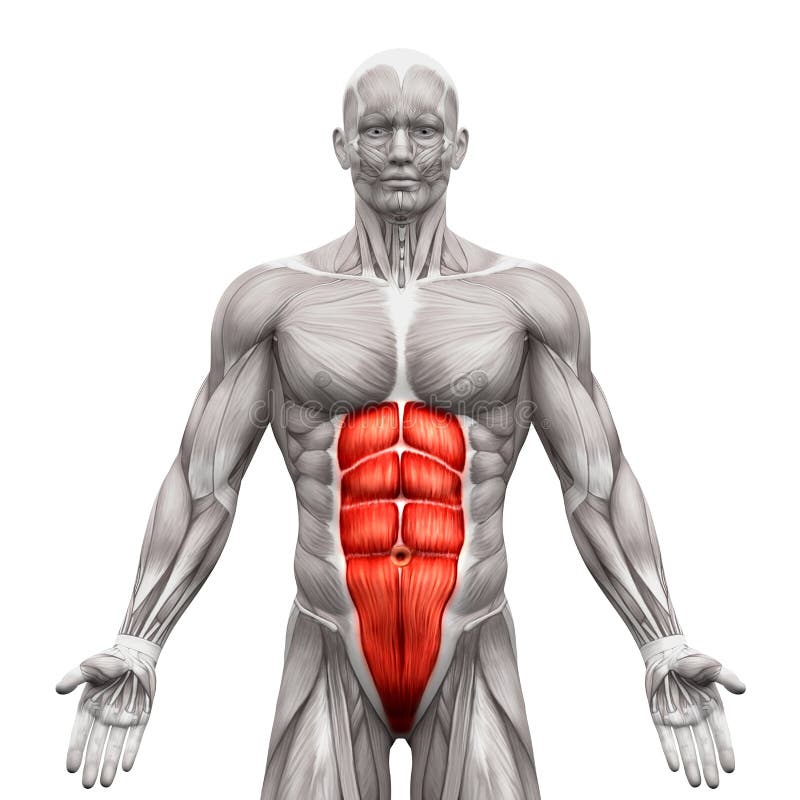 The Abdominal Muscles Fit Icon Stock Vector - Illustration of