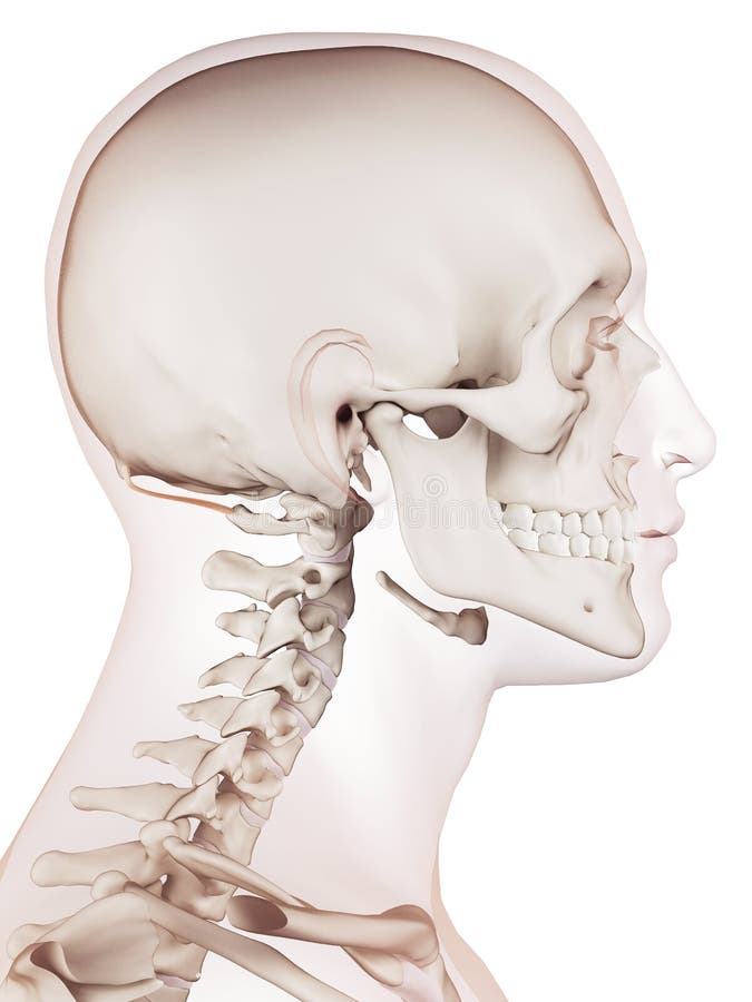 The rectus capitis posterior minor