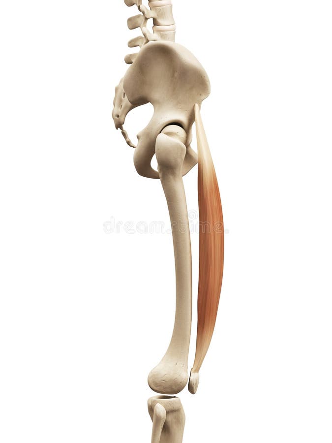 Rectus Femoris Muscle Mri Anatomy