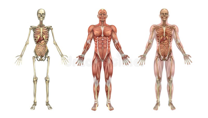 Recubrimientos anatómicos con los órganos internos