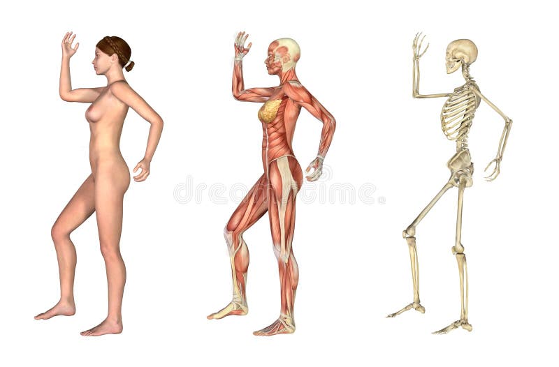 Recubrimientos anatómicos - hembra con el brazo y la pierna doblados ilustración del vector Recubrimientos anatómicos - hembra con el brazo y la pierna doblados ilustración del vector
