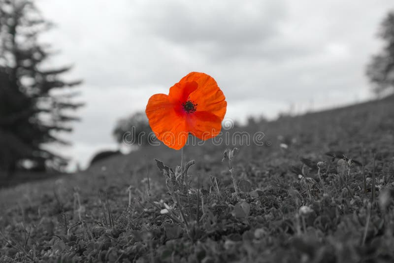 Recuerdo De La Guerra Mundial Con El Cierre De Una Flor De Amapola