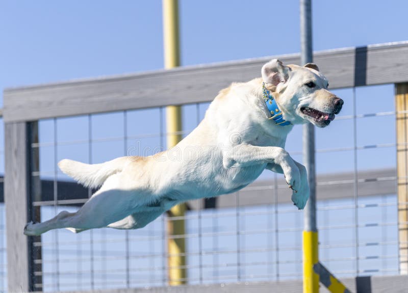 Yellow Lab in a bling collar jumping off a dock. Yellow Lab in a bling collar jumping off a dock