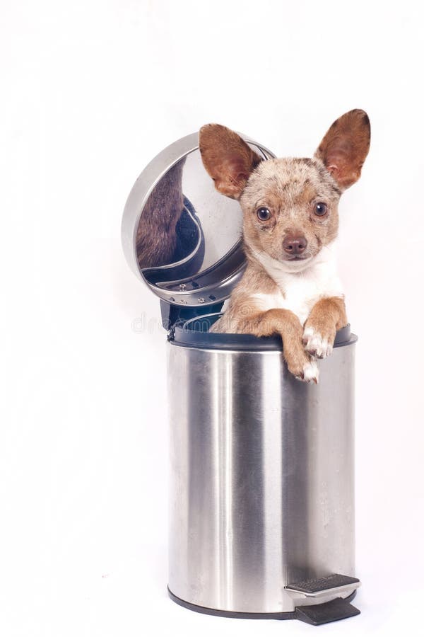 Trash can recycle bin with small puppy dog inside. Trash can recycle bin with small puppy dog inside