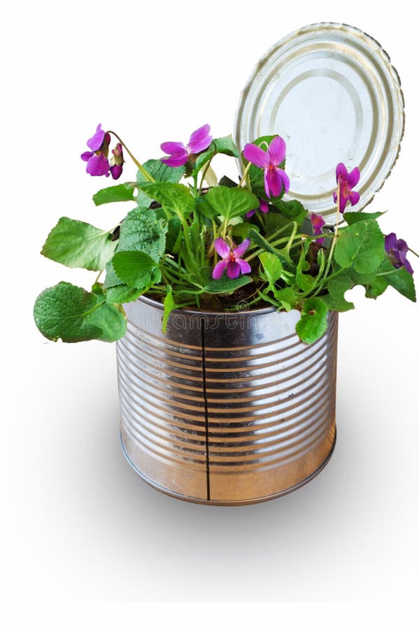 Recycle Old Tin Can As Vase Single Flowers Stock Photos Free