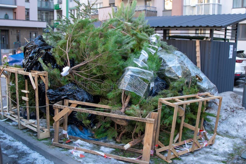 Recycling Christmas Trees after Christmas. Dumping Trees Near Trash ...