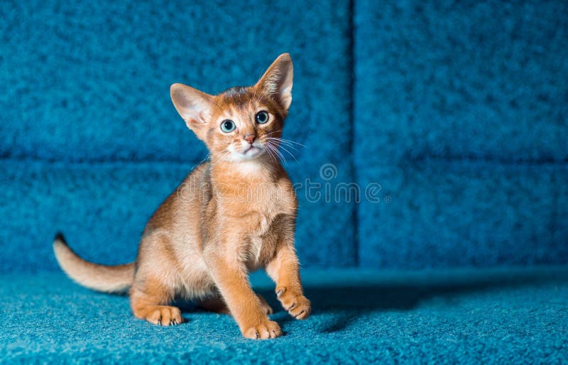 613 Playing Abyssinian Stock Photos - Free & Royalty-Free Stock Photos