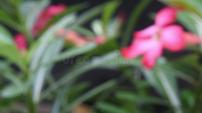 Red Adenium flower,growth fresh at the garden,change focus point