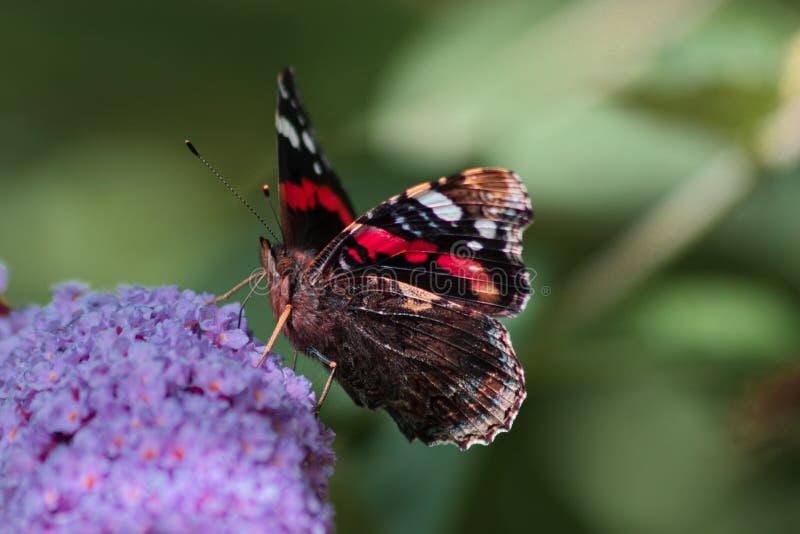 Red admiral butterfly on buddleia flower royalty free stock photography