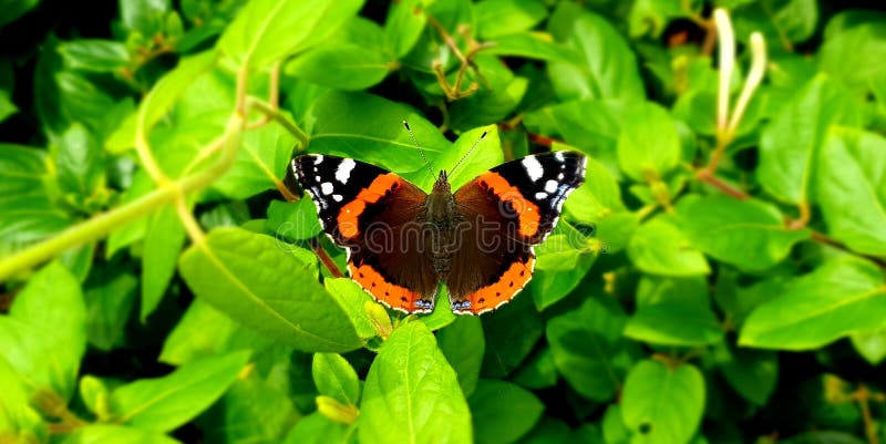 Red admiral butterfly Vanessa atalanta