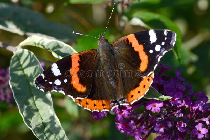 Red Admiral Butterfly (Vanessa Atalanta) Stock Image Image of admiral