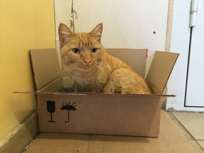 Red Adult Cat Sitting In A Box Stock Image Image Of Pretty Located
