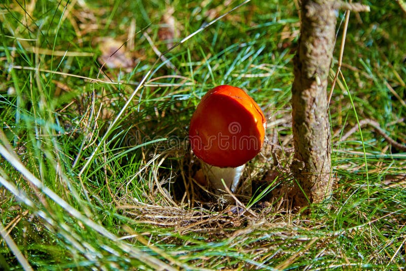 Red Agaric Mushroom Under a Tree on a Lawn Stock Photo Image of