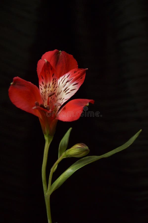 Red Alstroemeria Flowers, Peruvian Lily or Lily of the Incas Stock ...